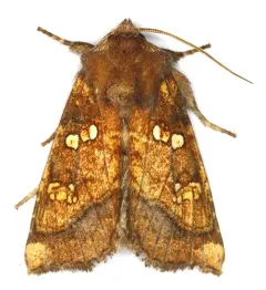Harris’ Stalk Borer Moth thumbnail 4