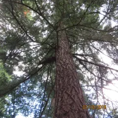 Douglas-fir thumbnail 2