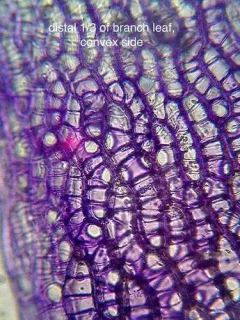 Sphagnum beothuk thumbnail 4