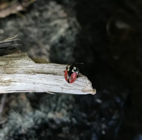 Rowena's Leaf Beetle