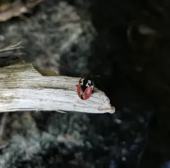 Rowena's Leaf Beetle thumbnail 1