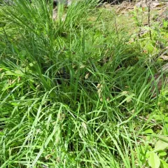 Tall Bog-sedge thumbnail 2