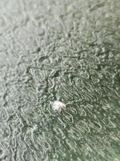 Asian Woolly Hackberry Aphid thumbnail 2