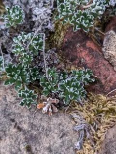 evergreen everlasting thumbnail 3