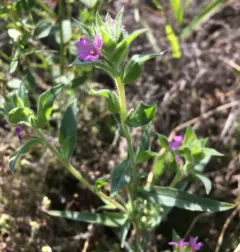 denseflower willowherb thumbnail 2
