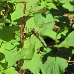 Spiny Baskettail thumbnail 5