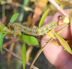 False loosestrife thumbnail 4