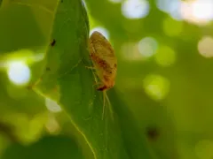 Hemerobius humulinus thumbnail 4