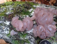 Beech Jelly-disc thumbnail 2