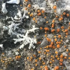 sidewalk firedot thumbnail 3