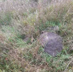 Plains Pocket Gopher thumbnail 3