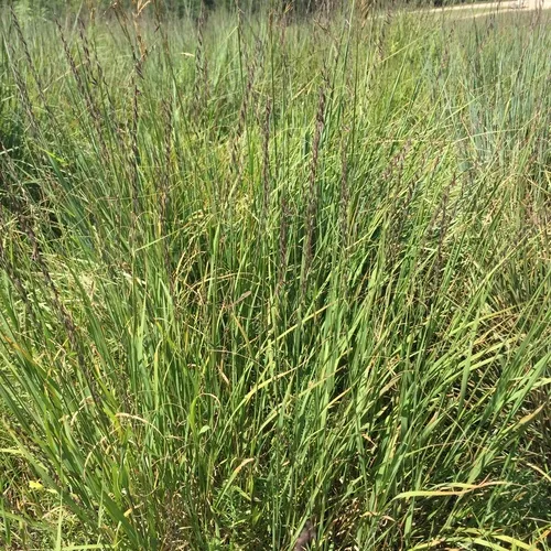 Sideoats Grama