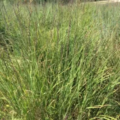 Sideoats Grama thumbnail 1