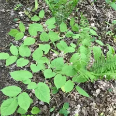 American spikenard thumbnail 3