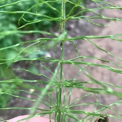 meadow horsetail thumbnail 2