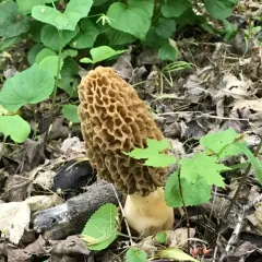 American yellow morel thumbnail 2