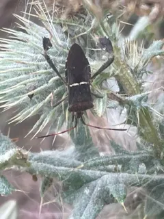 Eastern Leaf-footed Bug thumbnail 3