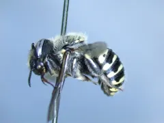 Anthidium atrifrons thumbnail 3