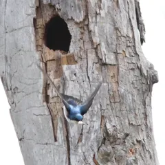 Tree Swallow thumbnail 2