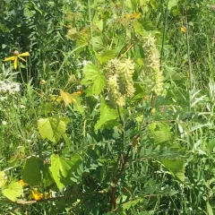 Canadian milkvetch thumbnail 4