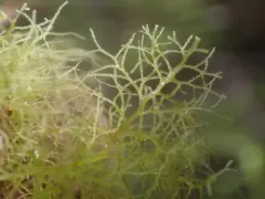 Lepidozia sandvicensis thumbnail 1