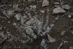 Narrowleaf Brickellbush thumbnail 3