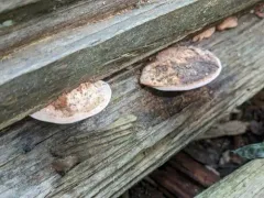 Fomitopsis rosea thumbnail 3