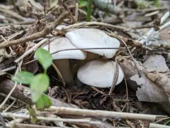 clustered clitocybe thumbnail 4
