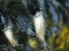 Scurfy Pea Carder Bee thumbnail 2