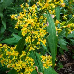 showy goldenrod thumbnail 4