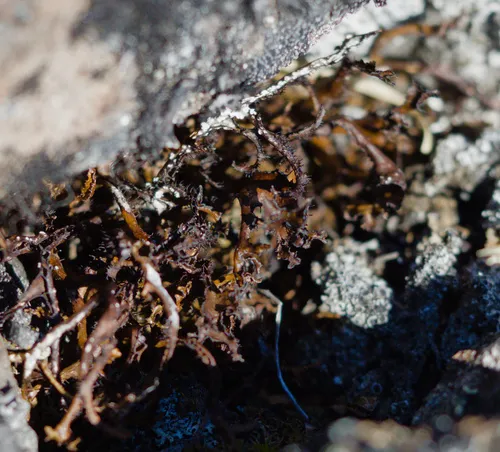 Iceland Lichen