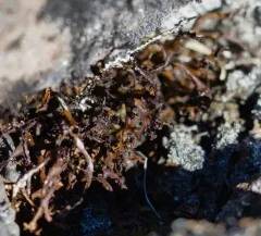 Iceland Lichen thumbnail 1