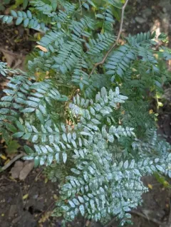 Erysiphe ravenelii thumbnail 1