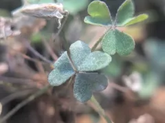 Erysiphe russellii thumbnail 3