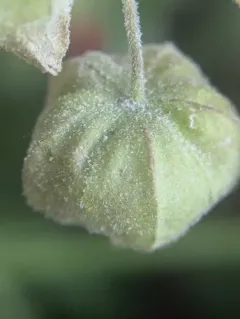 Golovinomyces longipes thumbnail 1
