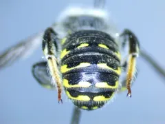 Anthidium mormonum thumbnail 2