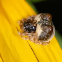 Cornfield Bolas Spider thumbnail 2