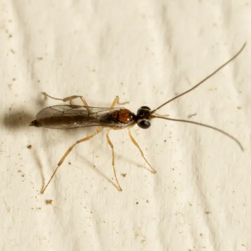 Oedemopsis davisi