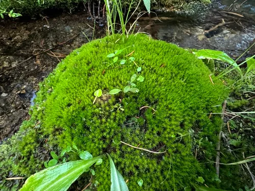 Green Spur Moss