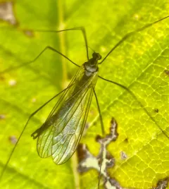 Neolimnophila placida thumbnail 4