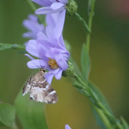 Spotted Beet Webworm Moth