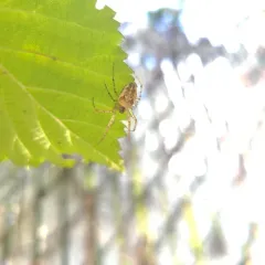 Eurasian Armoured Long-jawed Spider thumbnail 4