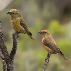 Red Crossbill thumbnail 3