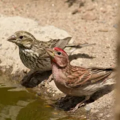 Cassin's Finch thumbnail 1