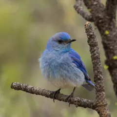 Mountain Bluebird thumbnail 2