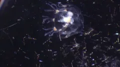 Rathkea octopunctata thumbnail 2