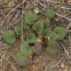 Goosefoot violet thumbnail 2