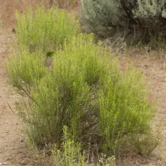 Yellow Rabbitbrush thumbnail 2