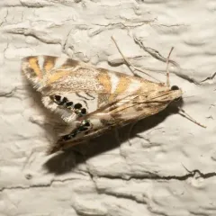 Kearfott's Petrophila thumbnail 4