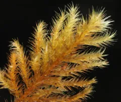 Pseudisothecium cardotii thumbnail 4